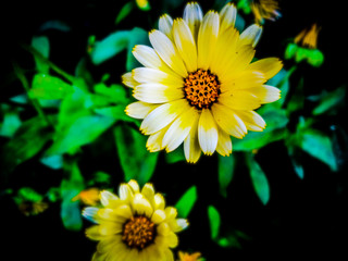 yellow flowers