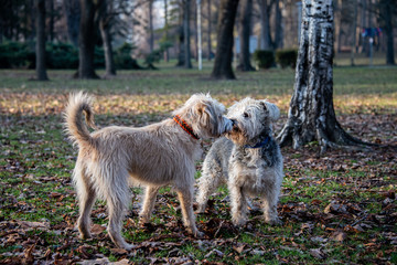 Dogs that are nose to nose