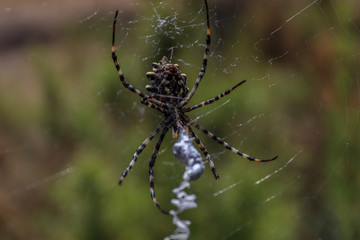Spider