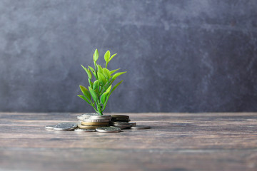 Close up of young plan growing through coins.
