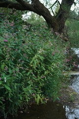 Fluss und Ufer mit Bewuchs am Abend