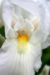 Obraz na płótnie Canvas White Iris