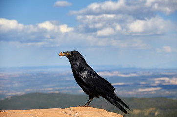 Raven at Bryce Canyon