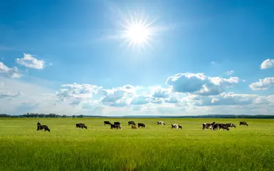 Fotobehang Weide Bright summer field, blue sky and cows