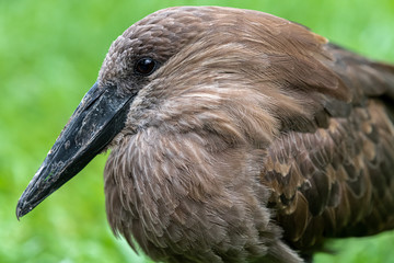Portrait of Hamerkop (Scopus umbretta)