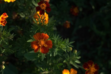Burgundy and yellow marigold flowers on a green foliage background