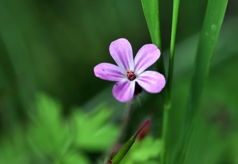 Bl&uuml;te eines Purpur-Storchschnabels