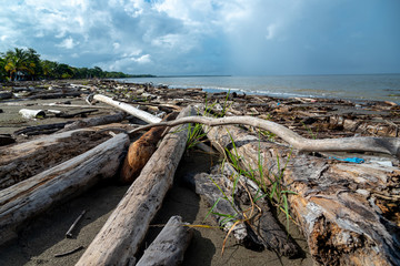 Fototapeta na wymiar Trunk of wet wood from tropical forests brought to shore by the tide. Colombia.