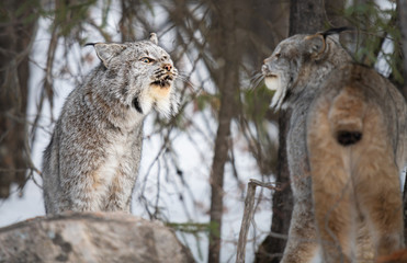 Canadian lynx in the wild