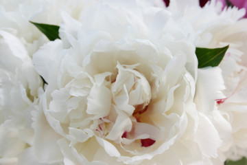 Close Up Pure White Peony