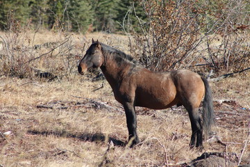 Wilder Hengst in Kanada