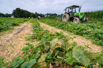 Landwirtschaftlicher Gemüseanbau - Ernte von Einmachgurken