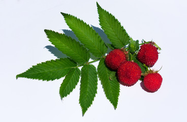 Tibetan Raspberry White Background Berry Hybrid Strawberry Raspberry