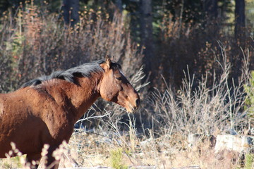 Wildpferd in Kanada