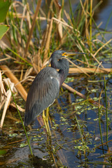 Tricolored Heron (Egretta tricolor) feeding in  a swamp at Green Cay Wetlands, Delray Beach, Florida USA