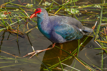 a Purple Gallinule (Porphyrio martinica) walking in swamp grass at Green Cay Wetlands, Delray Beach, Florida USA