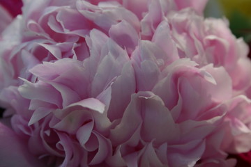Pink Peony Petals