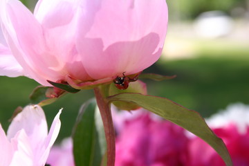 Light Pink Peony Ladybug