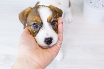 Head nice little puppy Jack Russell terrier lies in the hand man. Portrait of the puppy with cute...