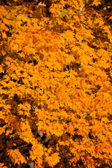 Autumn leaves background