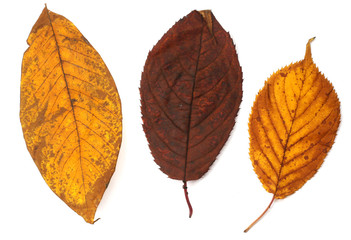 Set of beautiful autumn leaves