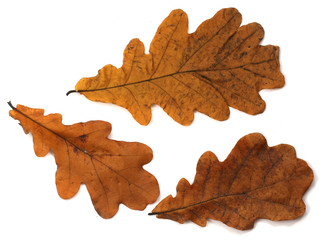 Set of beautiful autumn leaves