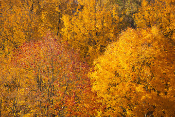 Autumn leaves background