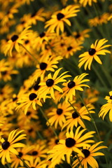 Fototapeta premium Sonnenhut