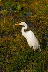 A Great Egret (Ardea alba) feeding in swamp grass at Green Cay Wetlands, Delray Beach, Florida USA
