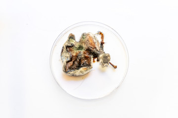 plum pieces fluttered with mould and mushrooms