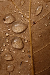 Water droplets on a yellow autumn leaf close up.	
