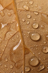 Water droplets on a yellow autumn leaf close up.	
