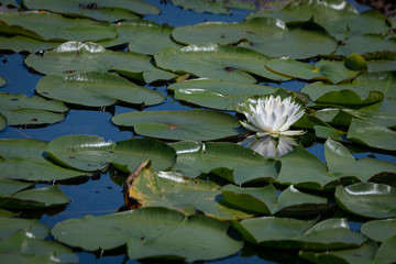 Single white lily reflecting in the water its lily pad is floating in.