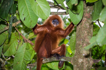 Kinabatangan river, Sabah, Borneo- JANUAR 2019: Beautyfull Red leaf monkey Presbytis rubicunda
