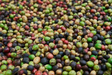 coffee beans of green, yellow, red and blue colours lying on the ground
