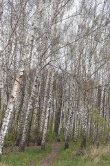 pine forest in the morning