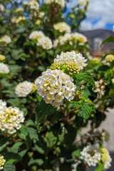 white and yellow flowers in the garden
