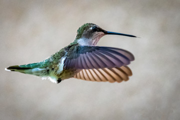 Fototapeta premium Hummingbird hovering in flight in front of a light pink adobe wall