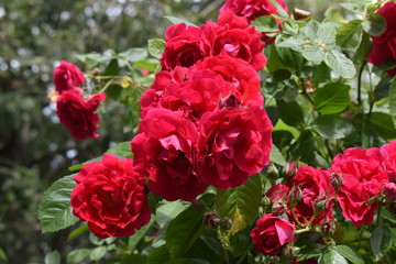 red tulips in garden