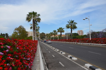 palm trees on the road