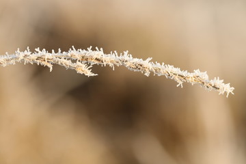 A twig covered with frost, ripe. Blurred background.
