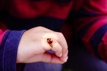 Lady bug on children hand 