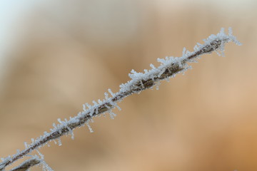 A twig covered with frost, ripe. Blurred background.