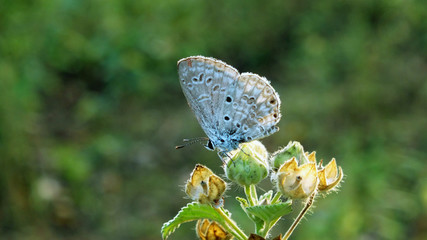 butterfly on a flower