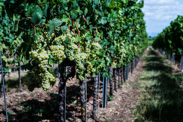 The grapes grow in the field under the sun