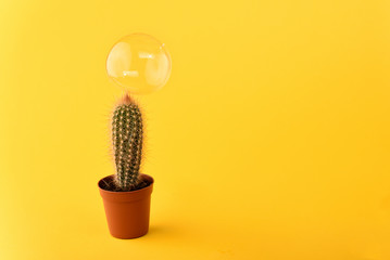 Soap bubble on a cactus on a yellow background.