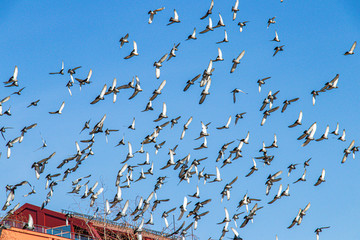 Fototapeta premium flock of birds