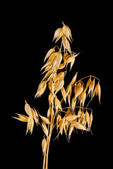 Oat panicle on a black background