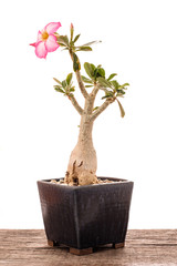 Flower of a desert rose in a pot