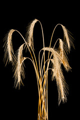 Ears of rye on a black background